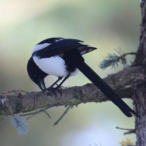 Black-billed Magpie