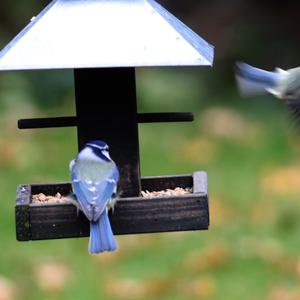 Blue Tit