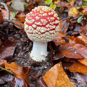 Fly Agaric