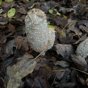 Unknown Species