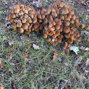 Unknown Species