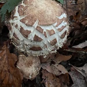 Garden Parasol