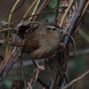 Winter Wren