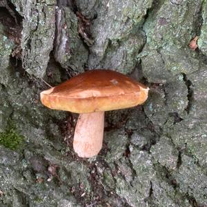 Summer Bolete