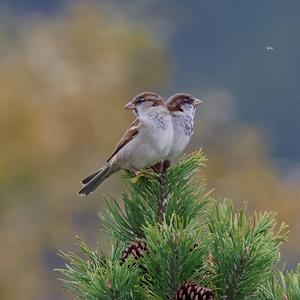 House Sparrow