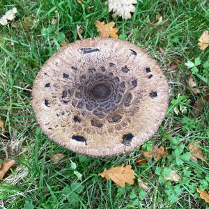 Unknown Species