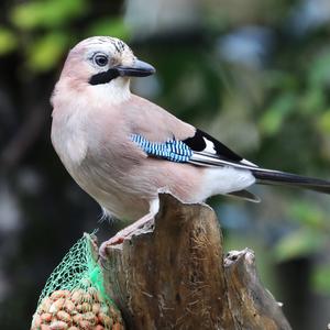 Eurasian Jay