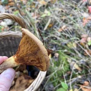 Unknown Species