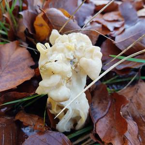 Fluted White Helvella