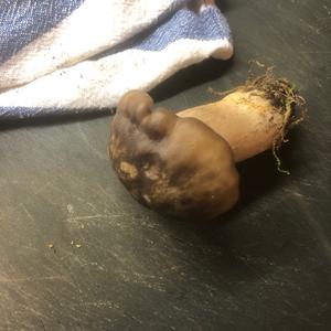 Unknown Species