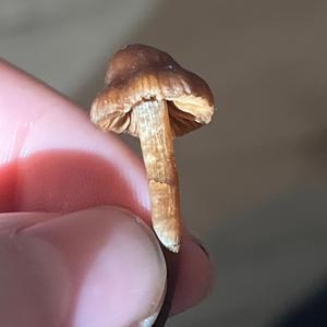 Unknown Species