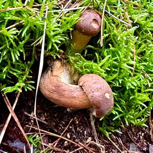 Bay Bolete