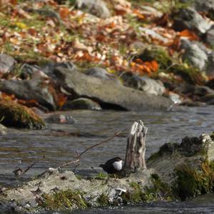 White-throated Dipper