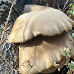 Unknown Species