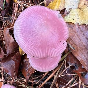 Pink Mycena