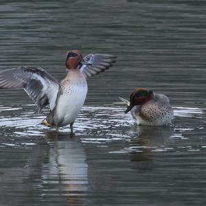 Common Teal