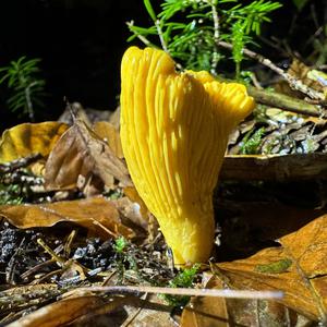 Chanterelle, Common