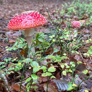 Fly Agaric