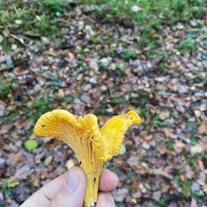 Chanterelle, Common