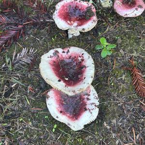 Unknown Species