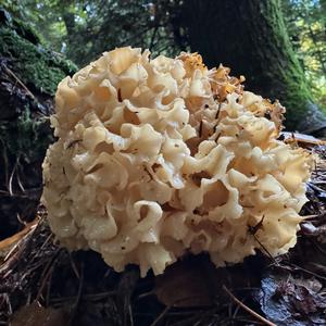 Eastern Cauliflower Mushroom