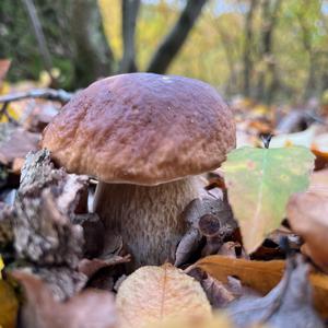 King Bolete