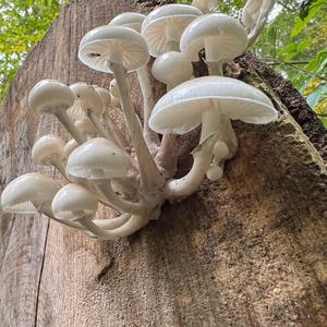 Porcelain Fungus