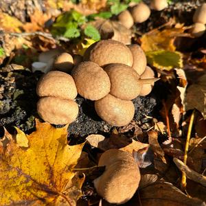 Unknown Species
