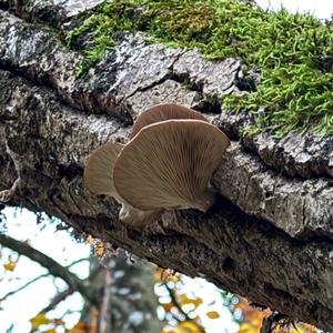 Oyster Mushroom