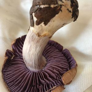 Wood Blewit