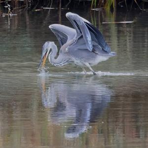 Grey Heron