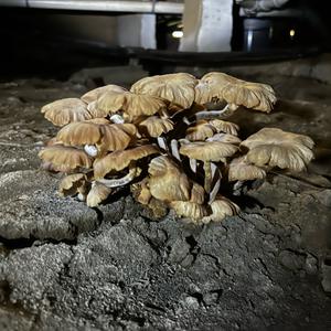 Unknown Species