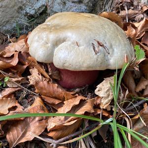 Satan`s Bolete