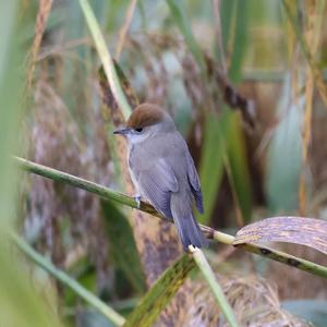 Blackcap