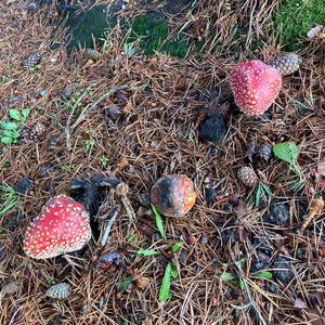 Unknown Species
