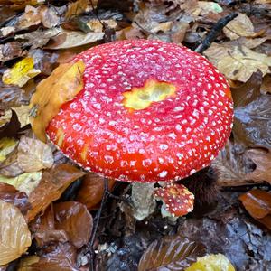 Fly Agaric