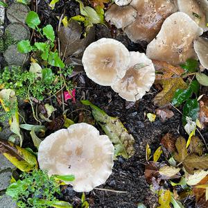 Unknown Species