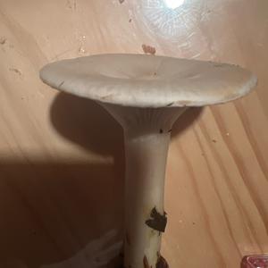 Unknown Species