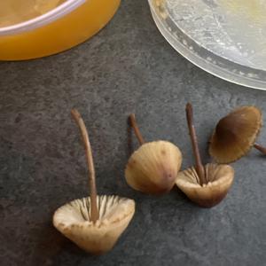 Unknown Species