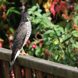 Eurasian Sparrowhawk