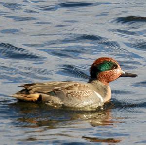 Common Teal