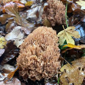 Straight-branched Coral