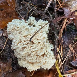 Eastern Cauliflower Mushroom