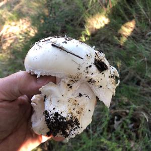 Unknown Species