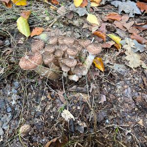 Unknown Species