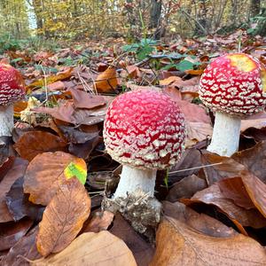 Fly Agaric