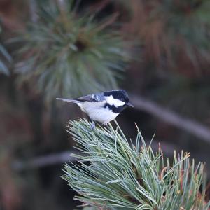 Coal Tit