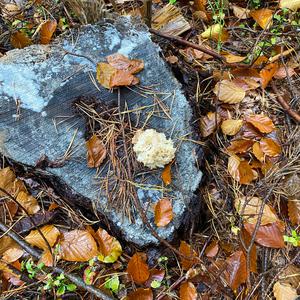 Eastern Cauliflower Mushroom