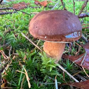 Bay Bolete