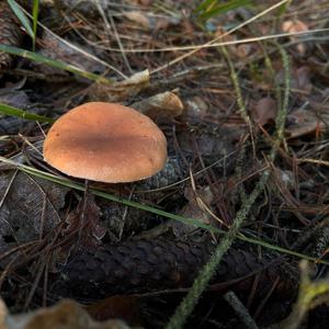 Tawny Funnel-cap